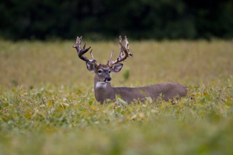 Find the Best Late Season Deer Hunting in Ohio Briarwood Sporting Club