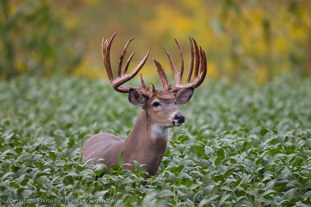 Must-Have Deer Hunting Gear for a Successful Season